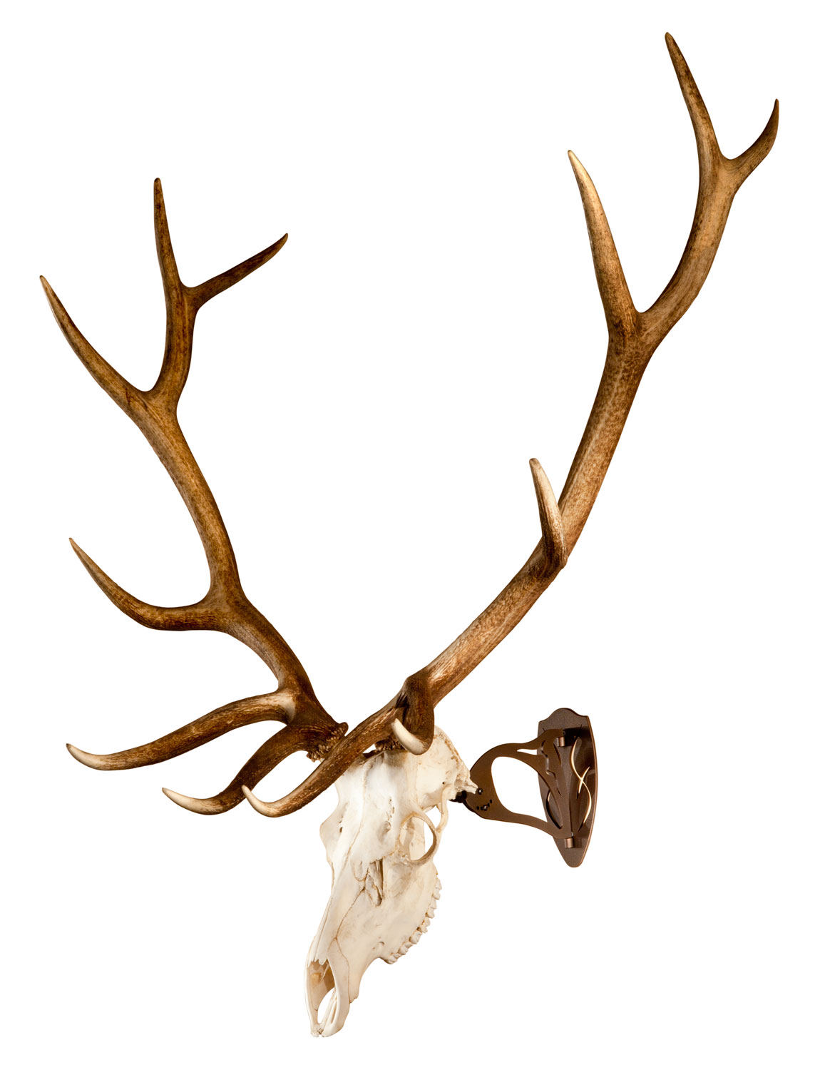 Skullhooker SKHBHASSYBRN Big Hooker Steel Robust Brown Large/XL European Game - Image 2